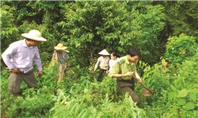 Sáng kiến bảo vệ rừng ở Na Hang