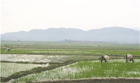 Hướng đi mới cho nông nghiệp Lai Châu