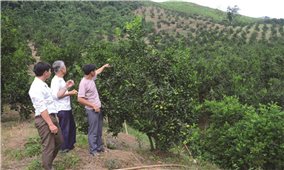 Tuyên Quang: Sản phẩm nông nghiệp khẳng định thương hiệu