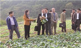 Cao Lộc (Lạng Sơn): Xây dựng nhãn hiệu cho rau, củ quả sạch