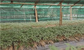 Lâm Đồng: Áp dụng công nghệ cao trồng sâm Ngọc Linh