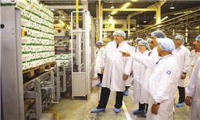 Công ty Cổ phần Sữa Việt Nam: Hiện thực hóa “Giấc mơ sữa Việt” vươn ra thế giới