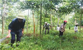 Trồng rừng phòng hộ ở Điện Biên: Bài toán khó chưa tìm ra lời giải