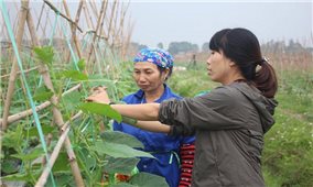 Hợp tác xã Rau sạch Yên Dũng: Giá trị sản xuất nông nghiệp tăng nhờ đi đầu ứng dụng công nghệ cao
