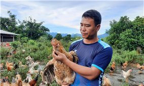 Hỗ trợ người dân nâng cao chất lượng sản phẩm gà Tiên Yên