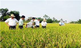 Quảng Nam: Hướng đi hiệu quả của hợp tác xã nông nghiệp
