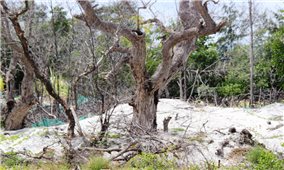 Hàng chục ha rừng bần ở Khánh Hòa bị “xóa sổ”: Huyện thiếu kiểm tra, xử lý (Bài 2)