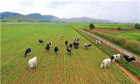 Công ty Cổ phần Sữa Việt Nam (Vinamilk): Vững vàng nội địa, tiến công xuất khẩu