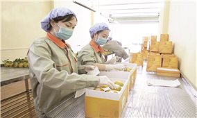 Nông dân Cao Phong tăng lợi nhuận nhờ sản phẩm sạch