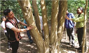 Những cây gỗ quý được bảo vệ nghiêm ngặt ở Đak Tơ Ver