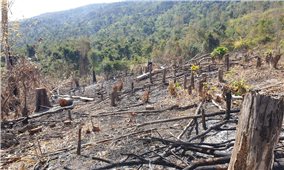 Chế tài đủ mạnh để rừng không bị tàn phá?