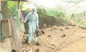 Trà Vinh phát hiện và tiêu hủy gần 1.000 con gia cầm bị cúm A/H5N1