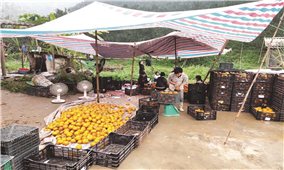 Hà Giang: Nông dân trồng cam không đơn độc