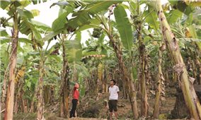 Lai Châu: “Tắc” đầu ra, người trồng chuối lao đao