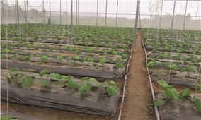 Vĩnh Phúc: Áp dụng công nghệ cao để thúc đẩy phát triển nông nghiệp