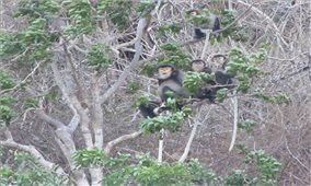 Xuất hiện đàn voọc quý hiếm tại rừng ven biển Ninh Thuận