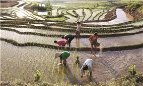 Yên Bái: Sản xuất nông nghiệp đi đôi với phòng, chống dịch