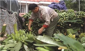 Nông dân trồng chuối, chanh leo ở Hướng Hóa (Quảng Trị): Lại trông chờ một cuộc giải cứu nông sản