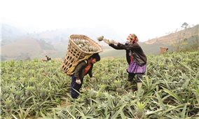 Liên kết tiêu thụ sản phẩm: Giải pháp gỡ khó cho sản xuất nông nghiệp Lào Cai