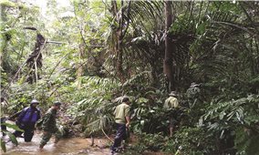 A Lưới (Thừa Thiên - Huế): Lợi ích “kép” từ chi trả dịch vụ môi trường rừng