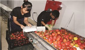 Đẩy mạnh công nghệ chế biến: Hướng tiêu thụ ổn định cho nông sản Việt