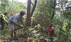 Nậm Chà: Hàng trăm hộ đồng bào có thu nhập ổn định từ rừng