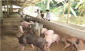 Phát triển chăn nuôi trang trại ở Thanh Hóa: Bước đệm để mở rộng quy mô sản xuất hàng hoá