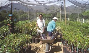 Hệ lụy từ “cơn sốt” đất làm vườn ở Khánh Sơn