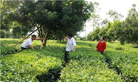 Phát triển Đảng ở huyện Tân Uyên (Lai Châu): Hiệu quả từ việc chủ động tạo nguồn