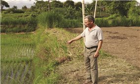 Trang trại nuôi lợn của Công ty TNHH Hoàng Vũ Lai Châu: Gây ô nhiễm trầm trọng