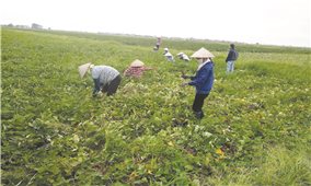 Vĩnh Phúc: Giải pháp để nông dân không bỏ hoang đồng ruộng