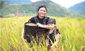 Cây lúa rẫy và lễ Ada của người Pa Kô ở Quảng Trị