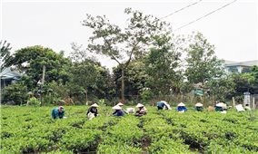 Tuyên Quang: Nông dân đối ưu hóa quy trình sản xuất nâng cao giá trị cây trồng