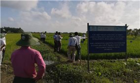 Các biện pháp canh tác cải thiện chất lượng đất cho sản xuất lúa ở ĐBSCL