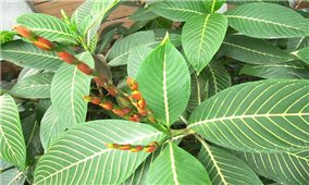 Bài thuốc chữa bệnh từ cây khôi nhung (lá khôi tía)