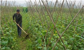 Nông dân Văn Bàn tăng thu nhập cao từ cây trồng vụ đông