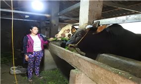 Chăn nuôi đại gia súc: Hướng thoát nghèo bền vững ở Mèo Vạc
