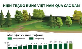 Hiện trạng rừng Việt Nam qua các năm