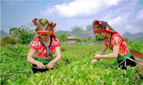 Hợp tác xã giúp người nông dân Sơn La vươn lên làm giàu