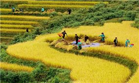 Hà Giang: Hợp tác xã đang giúp nhiều hộ nông dân có đời sống ổn định