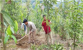 Lai Châu: Người dân sử dụng hiệu quả kinh phí từ dịch vụ môi trường rừng