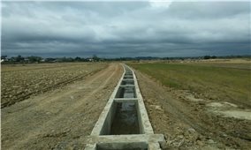 Đăk Nông: Cánh đồng lúa khô hạn bên công trình thủy lợi trăm tỷ