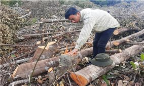 Khánh Hòa: Rừng Suối Tân bị phá, chính quyền 