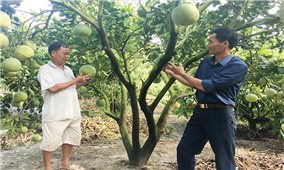 Sản xuất nông nghiệp thông minh ở Hòa Bình: Nông dân hưởng lợi cao