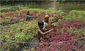 Công nghệ nông nghiệp nổi ở Bangladesh – Cách ứng phó với biến đổi khí hậu