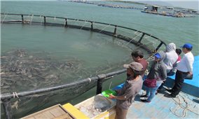 Bà Rịa - Vũng Tàu: Nâng cao hàm lượng công nghệ trong nuôi trồng thủy sản