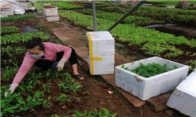Hà Giang: Nông dân Vị Xuyên vươn lên nhờ sản xuất nông nghiệp công nghệ cao