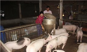 Hỗ trợ kinh phí trong phòng, chống bệnh dịch tả lợn châu Phi
