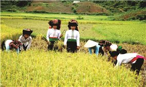 Nông nghiệp Việt Nam “biến nguy thành cơ…”
