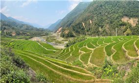 Vẻ đẹp ruộng bậc thang mùa mạ non nơi biên giới Lai Châu